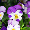 Johnny Jump Up Seeds – Violet Viola Tricolor Flower – photo 9
