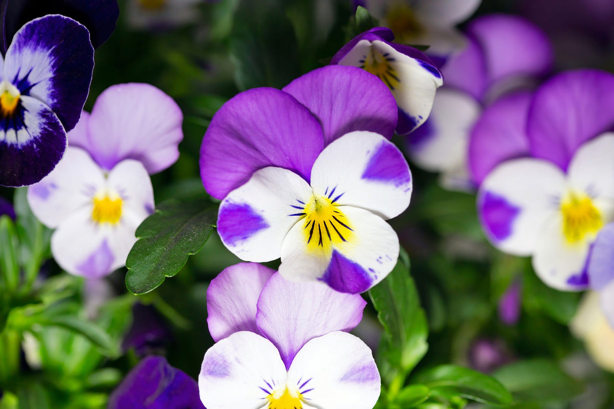 Johnny Jump Up Seeds – Violet Viola Tricolor Flower – photo 9