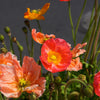 Iceland Poppy Mix Seeds – Papaver Nudicaule Mixed Colors Flower – photo 10