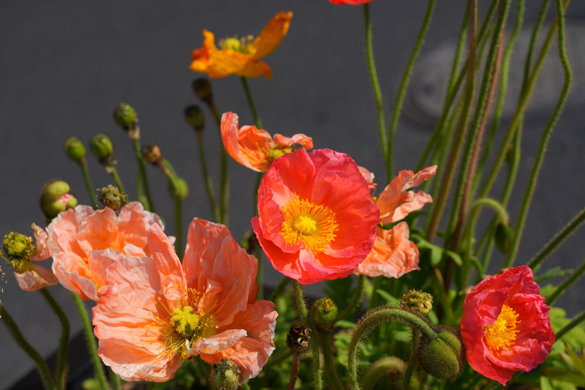Iceland Poppy Mix Seeds – Papaver Nudicaule Mixed Colors Flower – photo 10