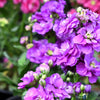 50 BLUE STOCK Matthiola Incana Ten-Week Gillyflower Seeds
