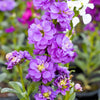 50 BLUE STOCK Matthiola Incana Ten-Week Gillyflower Seeds