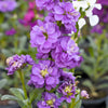 50 MIXED COLORS STOCK Matthiola Incana Ten-Week Gillyflower Blue White Pink Red Purple Seeds