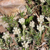 150 White PUSSYTOES Cats Paws Antennaria Flower Seeds