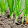 Evergreen Nebuka Bunching Onion Seeds – Japanese Allium Fistulosum Vegetable – photo 2
