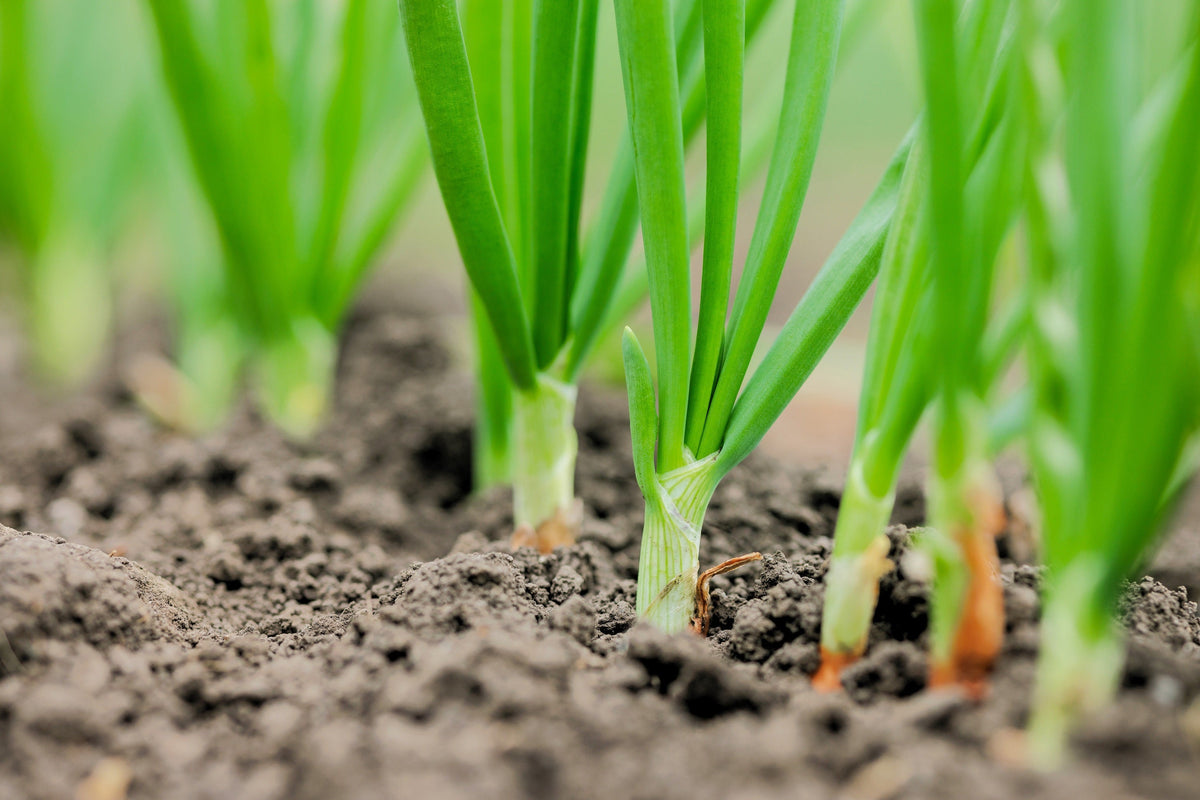 Evergreen Nebuka Bunching Onion Seeds – Japanese Allium Fistulosum Vegetable – photo 2