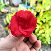 100 Mixed Colors DOUBLE CAMELLIA IMPATIENS (Balsam / Lady Slipper / Touch Me Not) Impatiens Balsamina Flower Seeds
