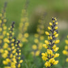 25 YELLOW WILD INDIGO Baptisia Tinctoria False Indigo Flower Seeds