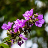 35 LILAC Light Purple CREPE MYRTLE Lagerstroemia Indica Flowering Shrub Bush Small Tree Seeds