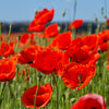 Red American Legion (Corn / Shirley / Flanders) Poppy Papaver Rhoeas Flower Seeds – photo 3