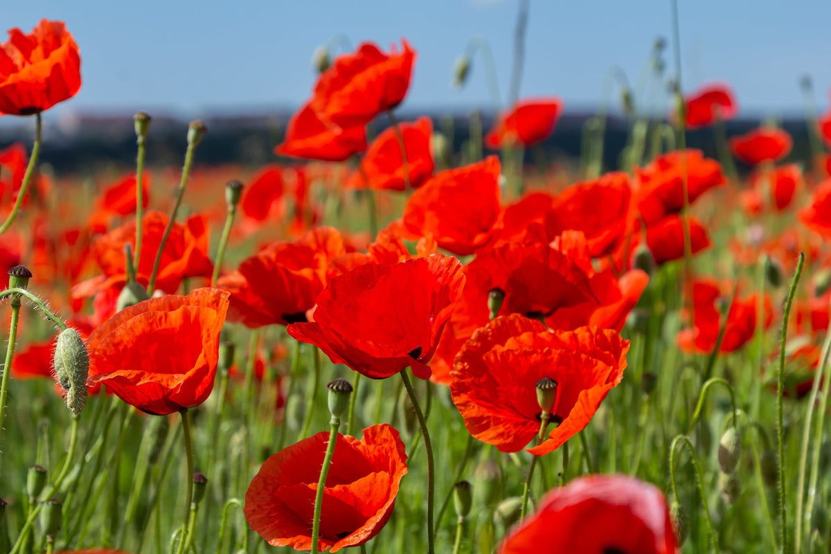 Red American Legion (Corn / Shirley / Flanders) Poppy Papaver Rhoeas Flower Seeds – photo 3