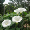 50 MOONFLOWER MORNING GLORY White Moon Flower Ipomoea Alba Flower Vine Seeds