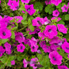 Shanin Petunia Seeds – Integrifolia Violacea Pink Purple Wild Flower – photo 4