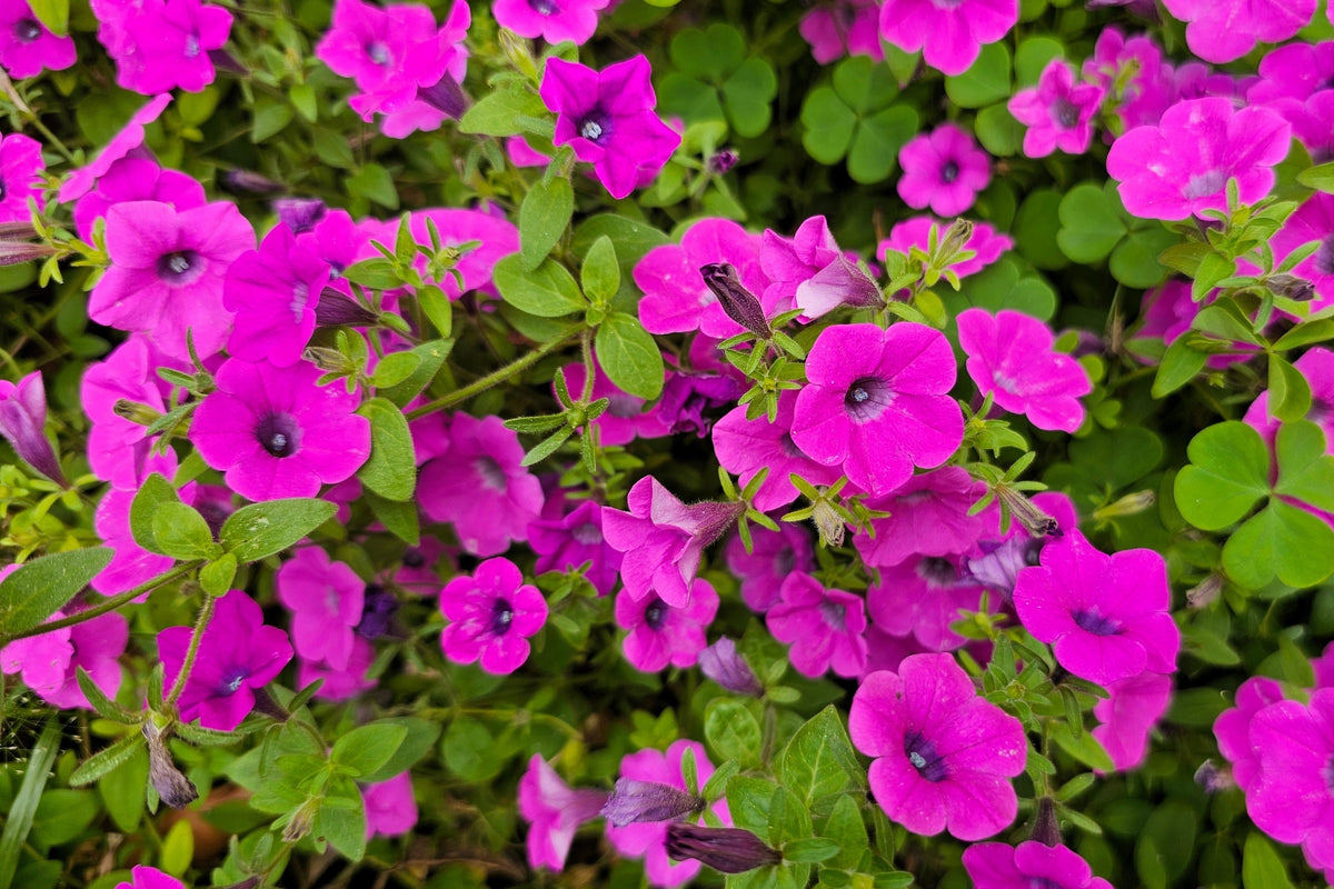 Shanin Petunia Seeds – Integrifolia Violacea Pink Purple Wild Flower – photo 4