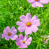 300 DWARF PINK COSMOS Cosmos Bipinnatus Flower Seeds