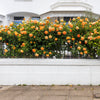 5 ORANGE CLIMBING ROSE Rosa Bush Vine Climber Fragrant Butterfly Flower Seeds