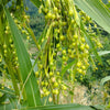 20 JOBS TEARS (Jobi / Coix / Yi Yi Ren / Junos Tears) Coix Lacryma Vegetable Seeds