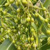 20 JOBS TEARS (Jobi / Coix / Yi Yi Ren / Junos Tears) Coix Lacryma Vegetable Seeds