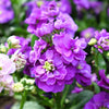 50 BLUE STOCK Matthiola Incana Ten-Week Gillyflower Seeds