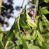 Baby Lima Bean Seeds – Phaseolus Lunatus Vegetable – photo 3