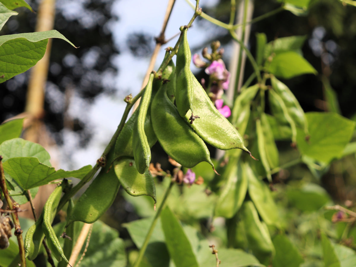 Baby Lima Bean Seeds – Phaseolus Lunatus Vegetable – photo 3