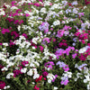 Mixed Colors Drummond Phlox Mix Seeds – Pink, Red, & White Phlox Drummondii Flower – photo 4