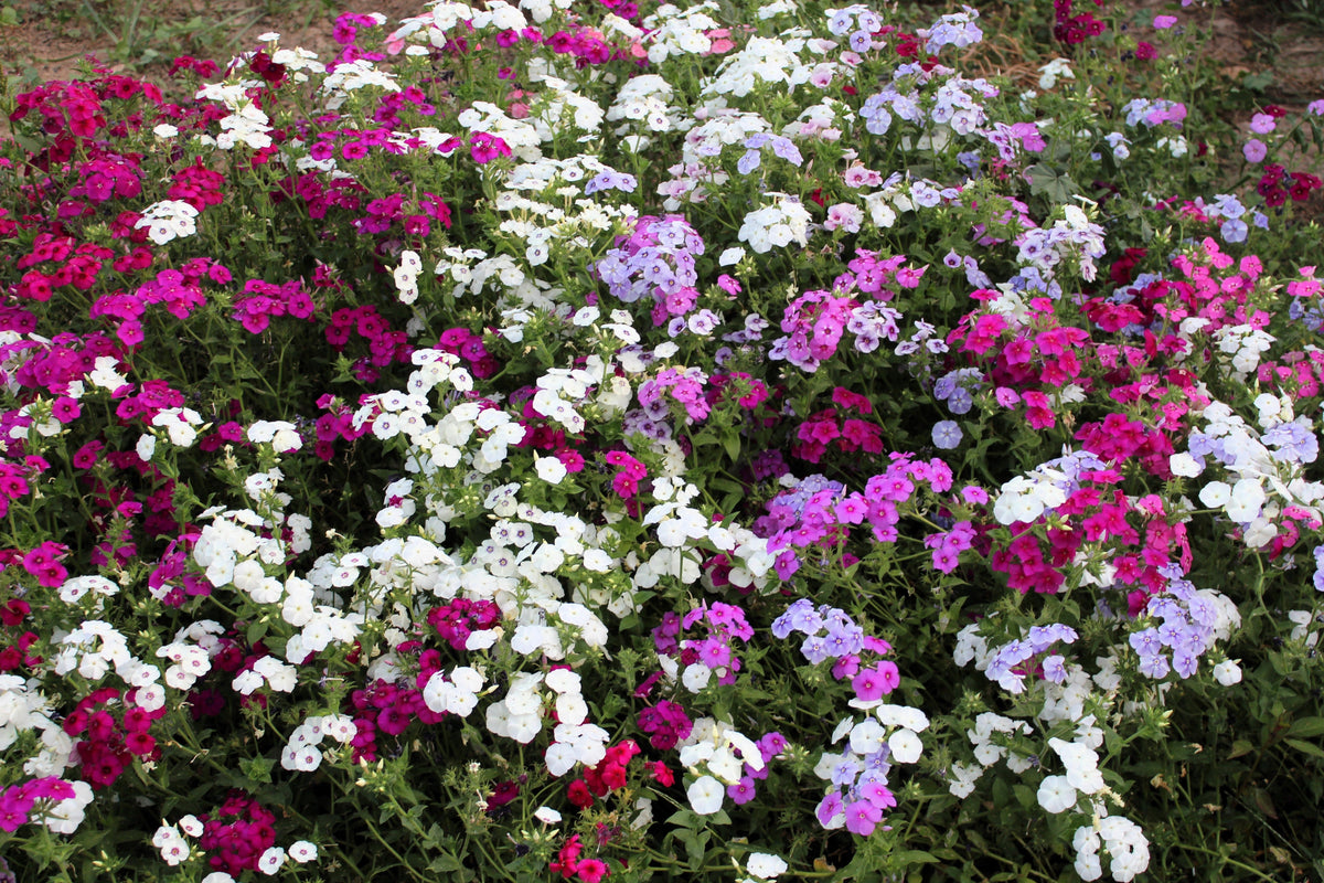 Mixed Colors Drummond Phlox Mix Seeds – Pink, Red, & White Phlox Drummondii Flower – photo 4