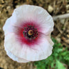 Pink & White Poppy Papaver Somniferum Flower Seeds – photo 10