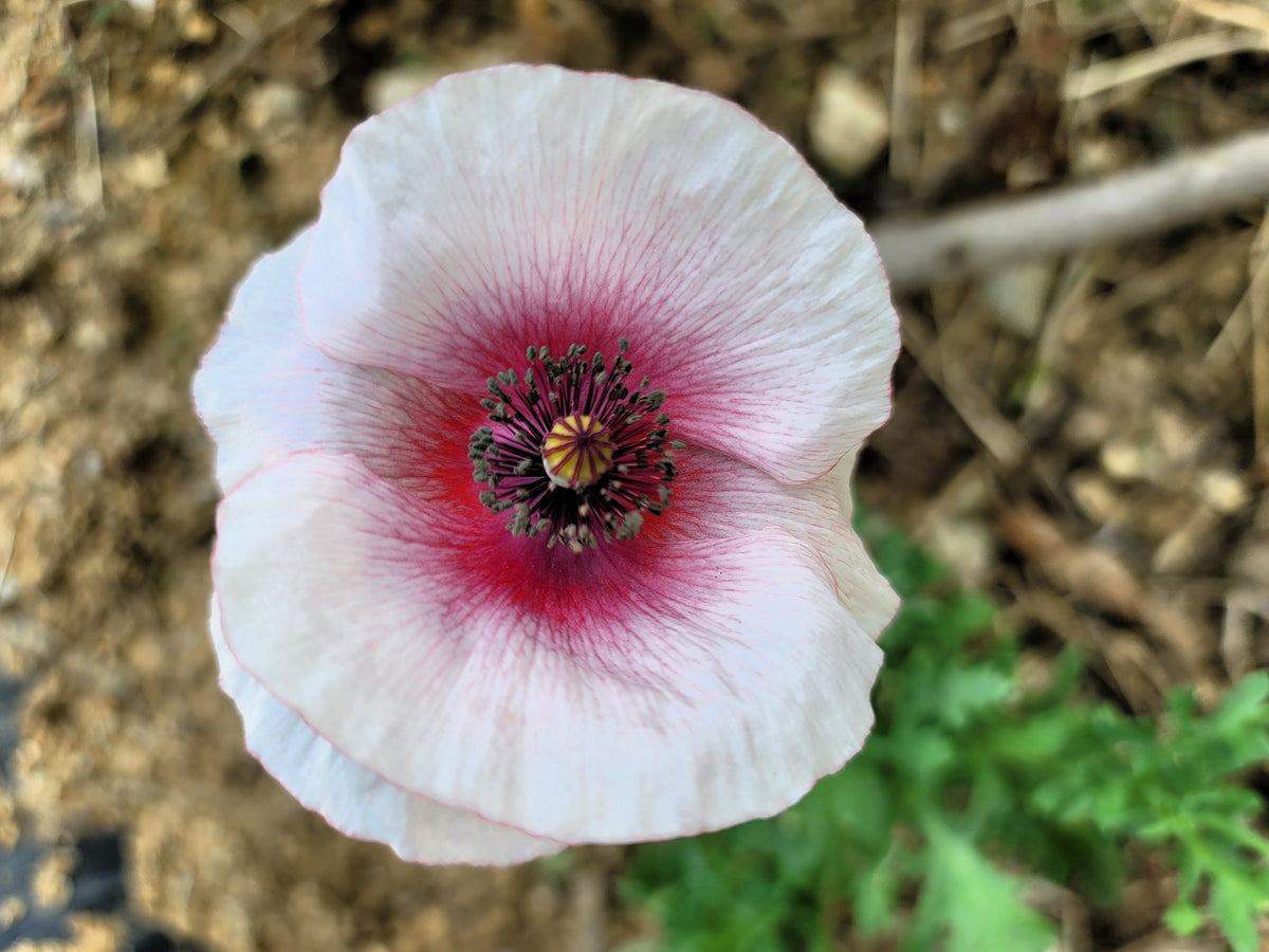 Pink & White Poppy Papaver Somniferum Flower Seeds – photo 10