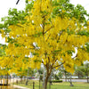 15 GOLDEN SHOWER TREE Gold Rush Yellow Cassia Fistula Flower Seeds