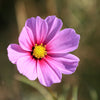300 DWARF PINK COSMOS Cosmos Bipinnatus Flower Seeds