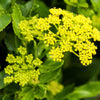 150 GOLDEN ALEXANDER (Golden Zizia / Meadow Zizia) Zizia Aurea Flower Seeds
