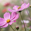 300 DWARF PINK COSMOS Cosmos Bipinnatus Flower Seeds