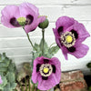 1000 LAVENDER POPPY Purple Papaver Somniferum Flower Seeds