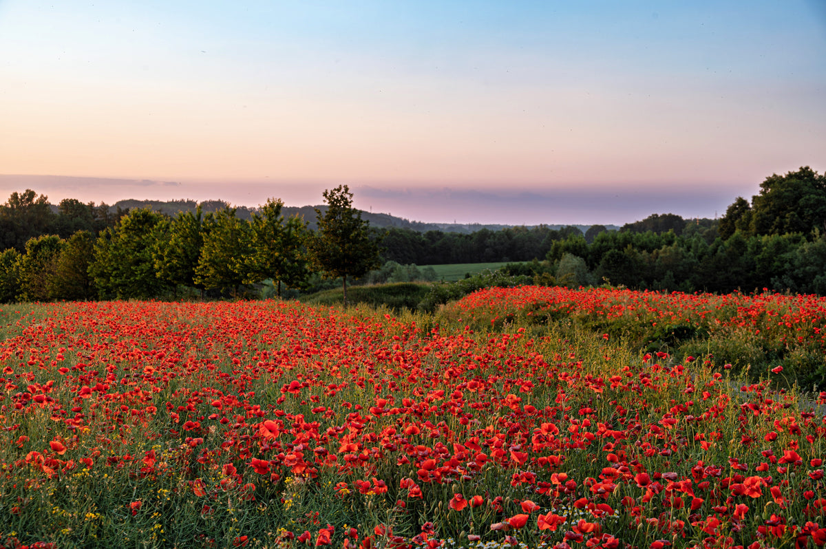 Red American Legion (Corn / Shirley / Flanders) Poppy Papaver Rhoeas Flower Seeds – photo 12