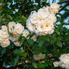 5 WHITE CLIMBING ROSE Rosa Bush Vine Climber Fragrant Butterfly Flower Seeds