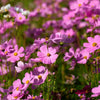 300 DWARF PINK COSMOS Cosmos Bipinnatus Flower Seeds