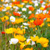 Iceland Poppy Mix Seeds – Papaver Nudicaule Mixed Colors Flower – photo 2