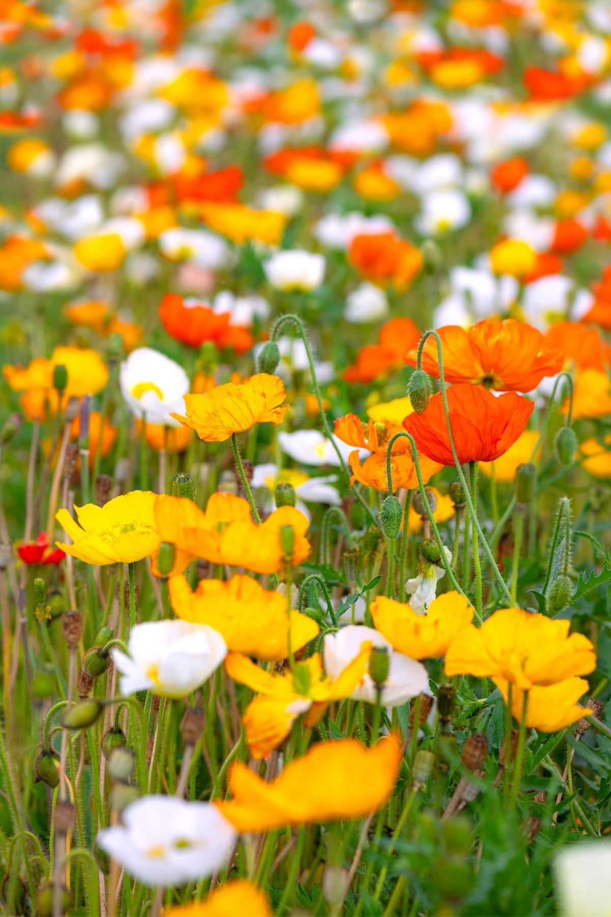 Iceland Poppy Mix Seeds – Papaver Nudicaule Mixed Colors Flower – photo 2