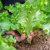 3000 Black Seeded Simpson LEAF LETTUCE Lactuca Sativa Vegetable Seeds