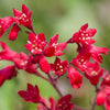100 HEUCHERA FIREFLY Coral Bells Heuchera Sanguinea Red Flower Shade Seeds