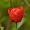 Red American Legion (Corn / Shirley / Flanders) Poppy Papaver Rhoeas Flower Seeds – photo 13