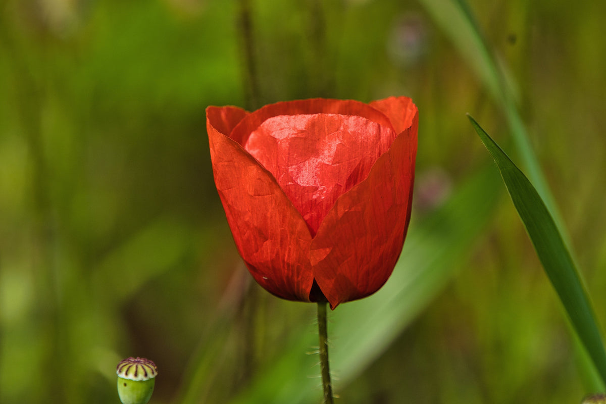Red American Legion (Corn / Shirley / Flanders) Poppy Papaver Rhoeas Flower Seeds – photo 13