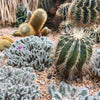 50 CACTUS MIX 'Finest Mixed' Succulent Flower Plant Seeds