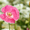 Pink & White Poppy Papaver Somniferum Flower Seeds – photo 9