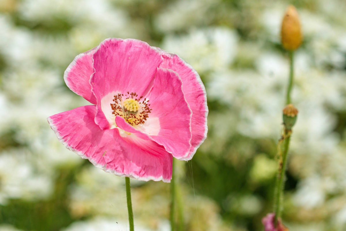 Pink & White Poppy Papaver Somniferum Flower Seeds – photo 9