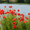 Red American Legion (Corn / Shirley / Flanders) Poppy Papaver Rhoeas Flower Seeds – photo 8