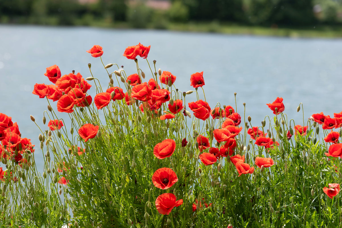Red American Legion (Corn / Shirley / Flanders) Poppy Papaver Rhoeas Flower Seeds – photo 8