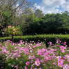 200 TALL PINK COSMOS Bipinnatus Flower Seeds