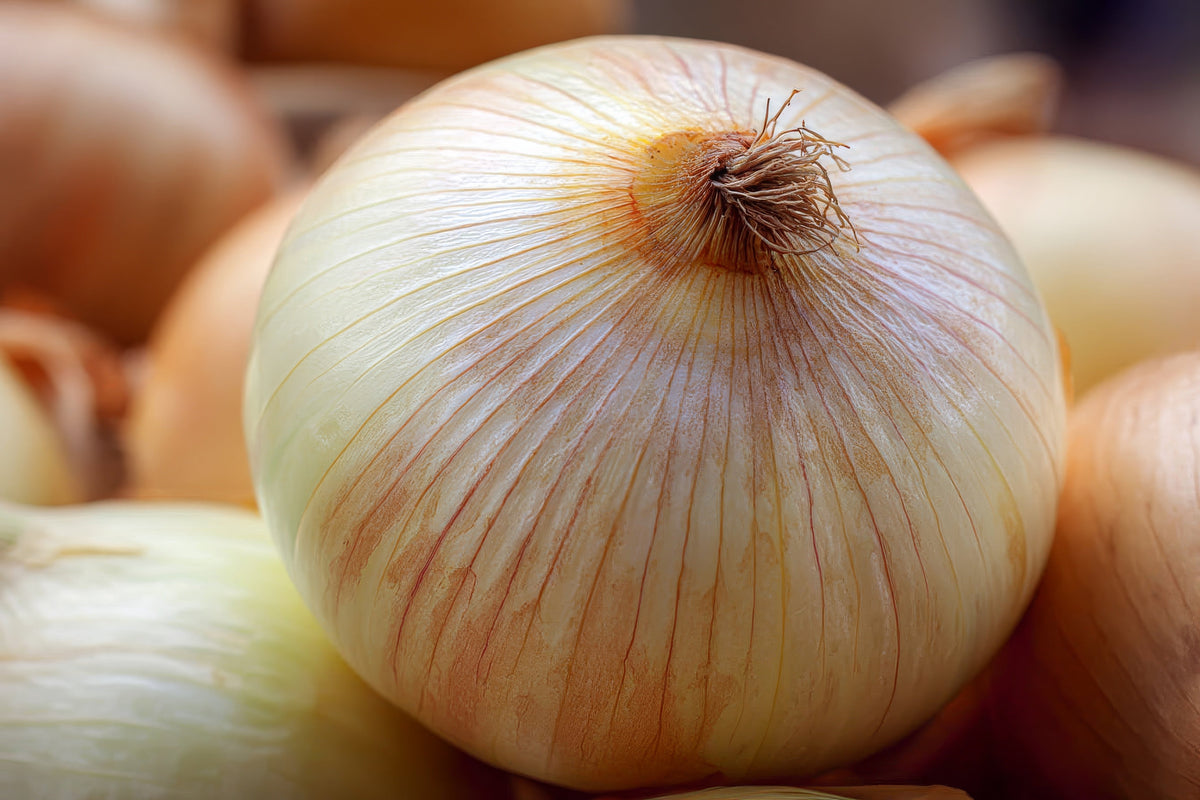 Texas Early Grano Onion Seeds – Large Sweet Yellow Allium Cepa Vegetable – photo 6